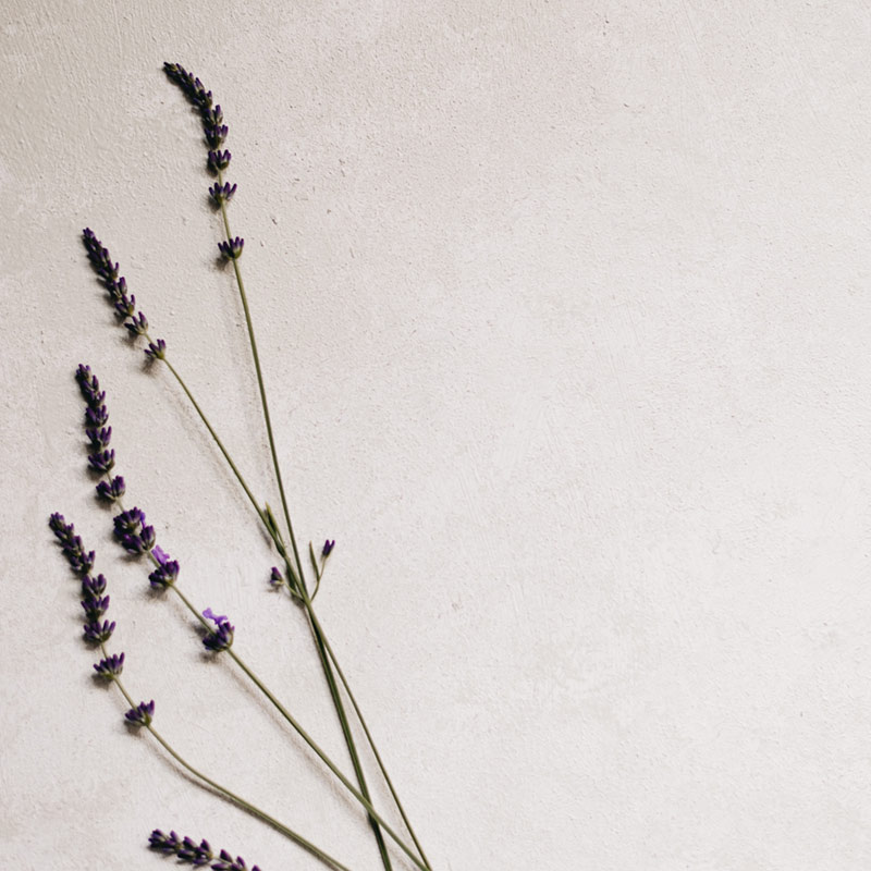 Lavanda que transmite calma y bienestar