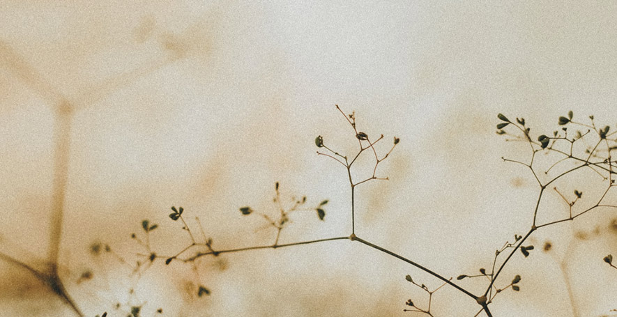 Detalle de naturaleza que transmite calma y conexión interior en Soul Yoga Ibiza