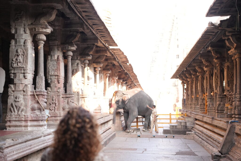 Elefante dentro del Templo Virupaksha en Hampi entre pilares de piedra