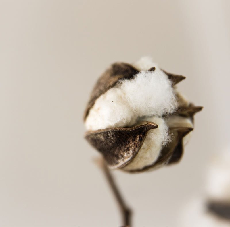 Elemento natural que representa calma equilibrio y esencia del yoga en Soul Yoga Ibiza